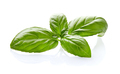 Basil leaves in closeup on white background - PhotoDune Item for Sale