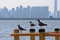 3 seagulls looking at the same place - PhotoDune Item for Sale