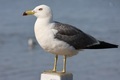 Resting seagull - PhotoDune Item for Sale
