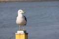 Resting seagull - PhotoDune Item for Sale