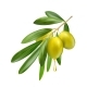 Realistic Olive Branch with Oil Drop Green Leaves - GraphicRiver Item for Sale