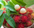Fresh Red Rambutan fruit - PhotoDune Item for Sale