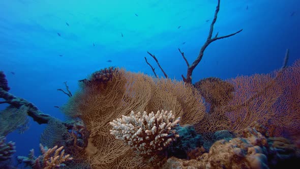 Tropical Sea Garden