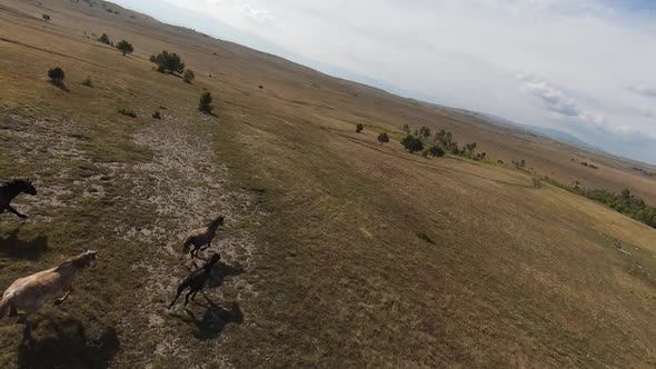 Aerial FPV Drone Flying with a Large Herd of Wild Horses Galloping Fast Across Steppe