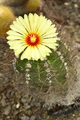 Flower of Astrophytum capricorne, goat's horn cactus, Cactaceae succulent plant - PhotoDune Item for Sale