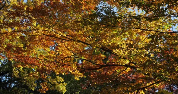 Japanese zelkova known as Japanese elm or keyaki