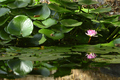 Pink waterlily among green leaves in a pond - PhotoDune Item for Sale