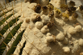 Giant golden barrel cactus, viznaga, largest barrel cacti, native to central Mexico - PhotoDune Item for Sale