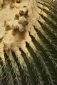 Giant golden barrel cactus, viznaga, largest barrel cacti, native to central Mexico - PhotoDune Item for Sale