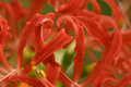 Lycoris radiata, red spider, red magic, hurricane lily, equinox flower plant in the amaryllis family - PhotoDune Item for Sale