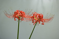 Lycoris radiata, red spider, red magic, hurricane lily, equinox flower plant in the amaryllis family - PhotoDune Item for Sale
