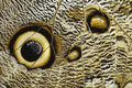 Owl butterfly wing detail with huge eyespots, which resemble owls' eyes - PhotoDune Item for Sale