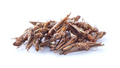 Dry snack migratory locust on white background - PhotoDune Item for Sale
