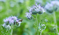 Phacelia tanacetifolia plant . Macro of a honey bee. - PhotoDune Item for Sale