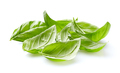 Leaves of basil in closeup on white background - PhotoDune Item for Sale