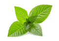 Leaves of mint in closeup on white background - PhotoDune Item for Sale