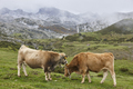 Cows grazing in the countryside. Livestock farming pasture. Asturias, Spain - PhotoDune Item for Sale