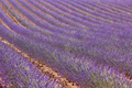 Lavender fields in summer. Guadalajara, Spain - PhotoDune Item for Sale