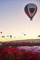 Spectacular balloons flying at sunrise in Goreme. Turism Cappadocia, Turkey - PhotoDune Item for Sale