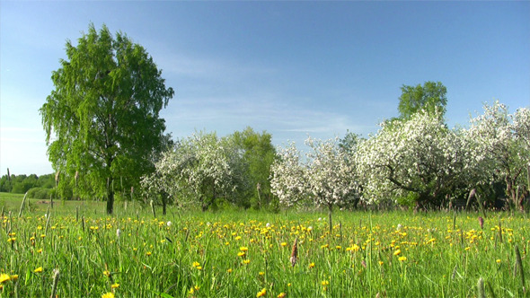 Blooming Apple Tree