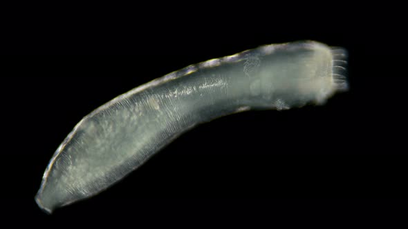 Microscopic Sea Cucumber, Class Holothuroidea, Synaptidae Family, a Relative of Starfish and