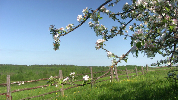 Apple Blossom Time