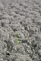 Resilient green grass growing from arid ground - PhotoDune Item for Sale