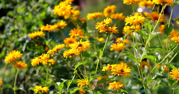 Chamomile Flowers with Yellow Petals