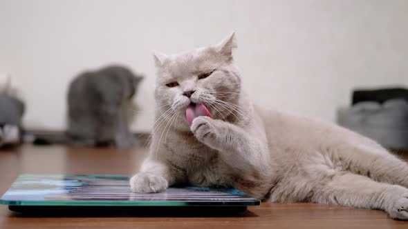 Large Fat Gray Cat Washes Wool with Tongue While Sitting on an Electronic Scale