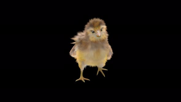 16 Baby Chicks Dancing 4K