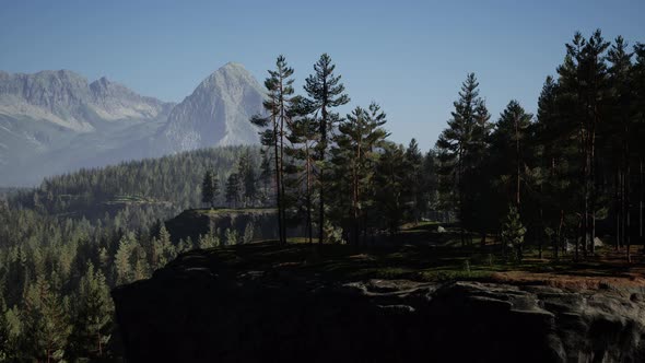 Pine Tree Forests at the Base of Mountain in Sunny Day of Summer