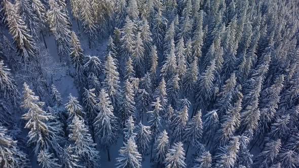 Aerial view of frozen winter forest landscape nature with snowy wood trees