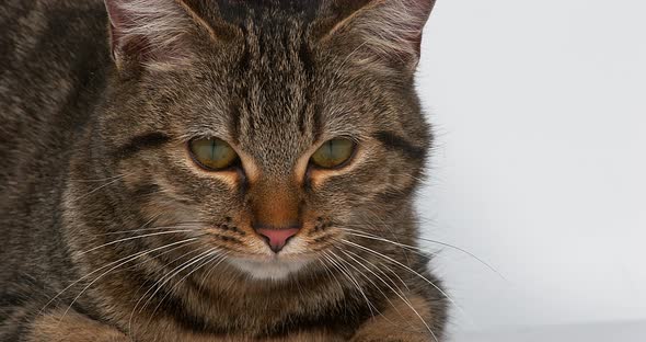 Brown Tabby Domestic Cat on White Background, Real Time 4K