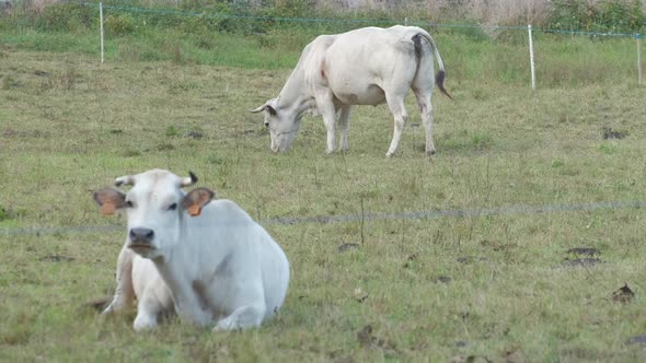 Cows Grazing in Farm