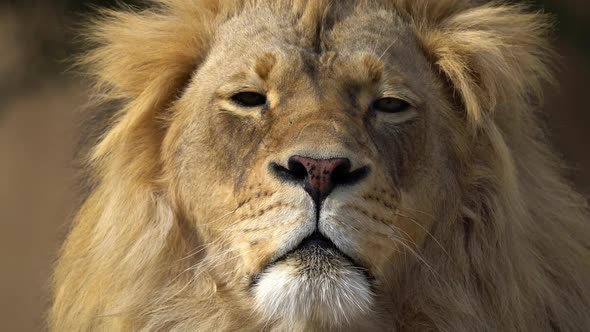 Up close view of adult male Lion