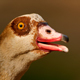 Noisy Egyptian Geese Calling - AudioJungle Item for Sale