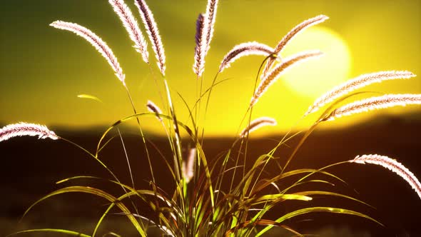 Wild Flowers on Hills at Sunset