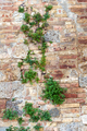 Wall made of bricks overgrown with plants - PhotoDune Item for Sale