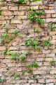 Wall of bricks overgrown with plants - PhotoDune Item for Sale