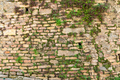 wall of bricks overgrown with plants - PhotoDune Item for Sale