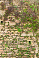 Wall of bricks overgrown with plants - PhotoDune Item for Sale