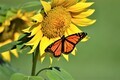 Monarch butterfly pollinating on yellow sunflower - PhotoDune Item for Sale