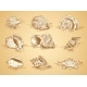 Collection Graphic Images Seashell Vector Set - GraphicRiver Item for Sale