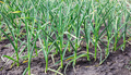 Multiple stalks of garlic growing in soil on farm - PhotoDune Item for Sale