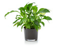 Houseplant in pot over white background. Image for interior design. - PhotoDune Item for Sale