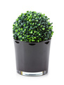 Small-leaved artificial plant in a pot over white background - PhotoDune Item for Sale