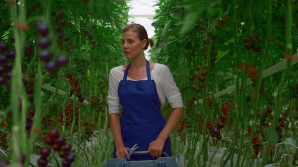 Female Farmer Inspecting Tomato Plantation