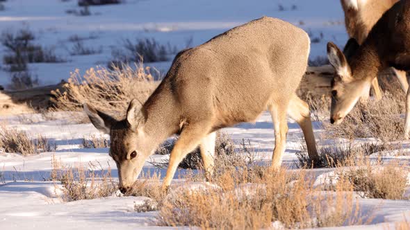 A herd of deer grazing in the Rocky Mountain National Park