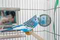 Funny budgerigar. Cute blue budgie pa parrot sits in cage and plays with mirror. - PhotoDune Item for Sale