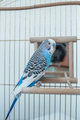 Funny budgerigar. Cute blue budgie pa parrot sits in cage and plays with mirror. - PhotoDune Item for Sale